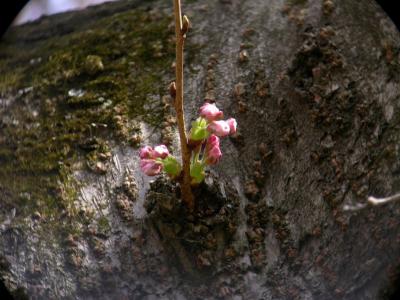 Cherry04_069.jpg
