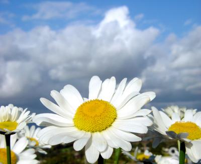 Field of Daisies