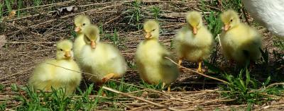 5/4: Make Way for Goslings