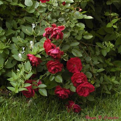 u29/demorcan/medium/17338940.Redroses.jpg