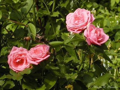 Pink roses.jpg
