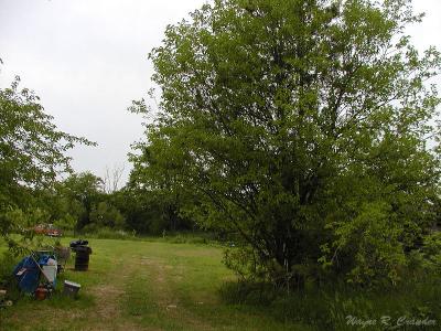 Back yard.jpg
