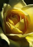 DSCF2958_Rosebudding.jpg