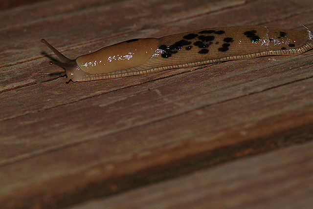 640x3262_slugDuskminibox.JPG