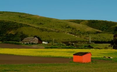 Pumpkin Shed & Mustard