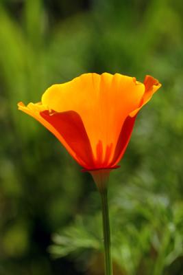 Big-Sur-California-Poppy-2.jpg