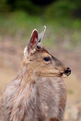 OlympicNP-Blacktail Deer Young Buck3.jpg