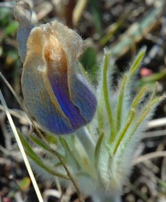 Prairie Crocus