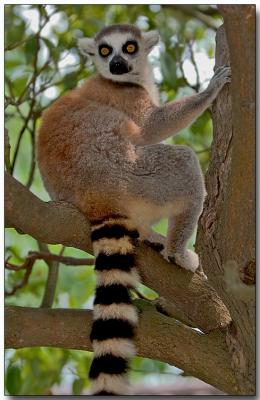 Ring-tailed Lemur