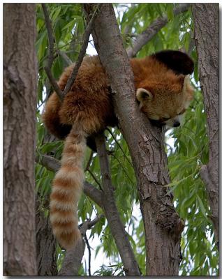 Lesser (Red) Panda - nap time