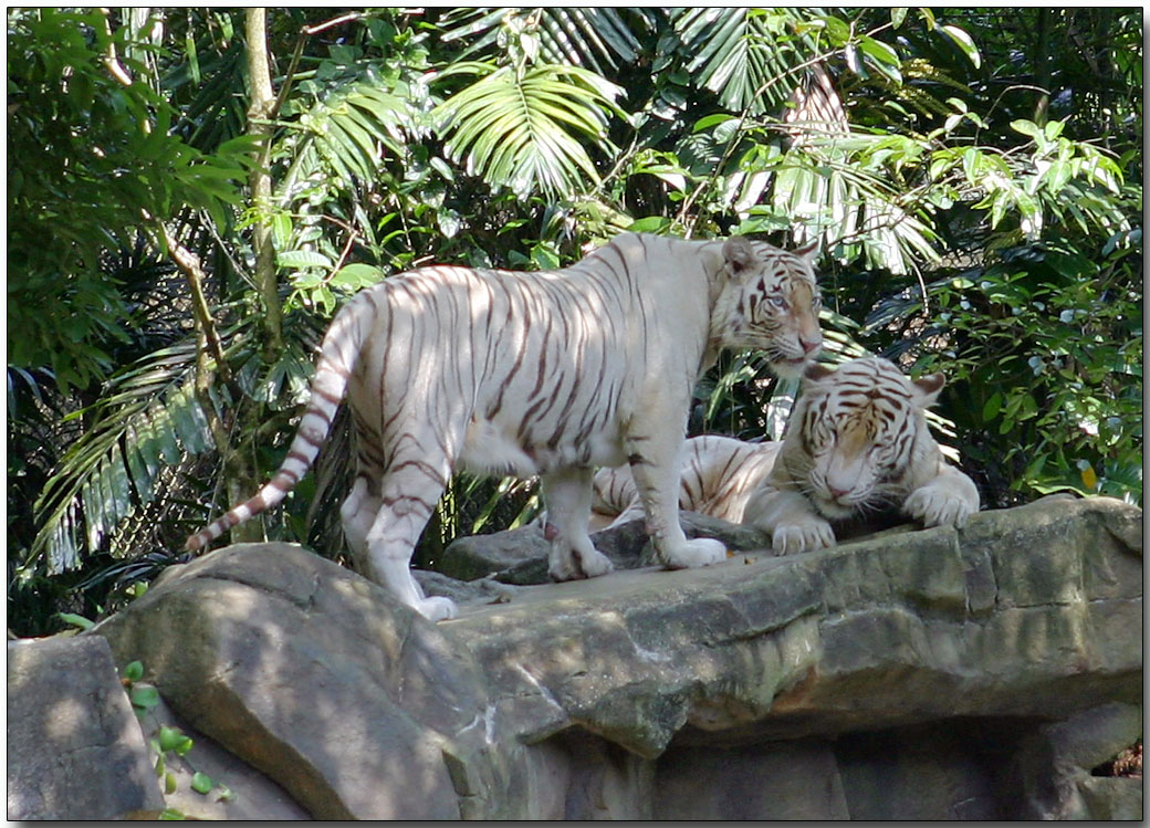 White Bengal Tigers