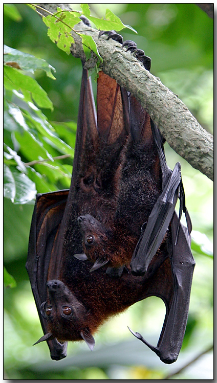 Fruit Bats - Mom & Youngster