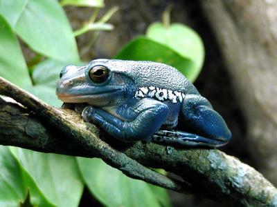 Froggy Blues