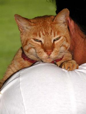Dogs and Cats June 2003