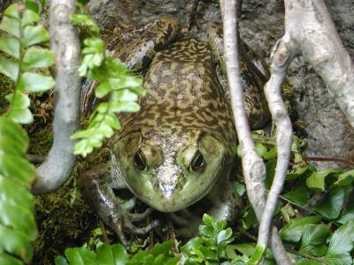 Froggy Went a Courtin'
