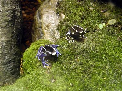 More Poisen Frogs