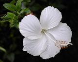White Hibiscus 100RS.jpg