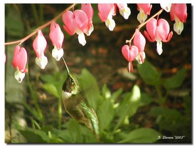 Ruby-throated Hummingbird