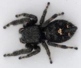 Spider 3784 (V29)