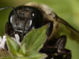 Bee face closeup 0453 (V20)