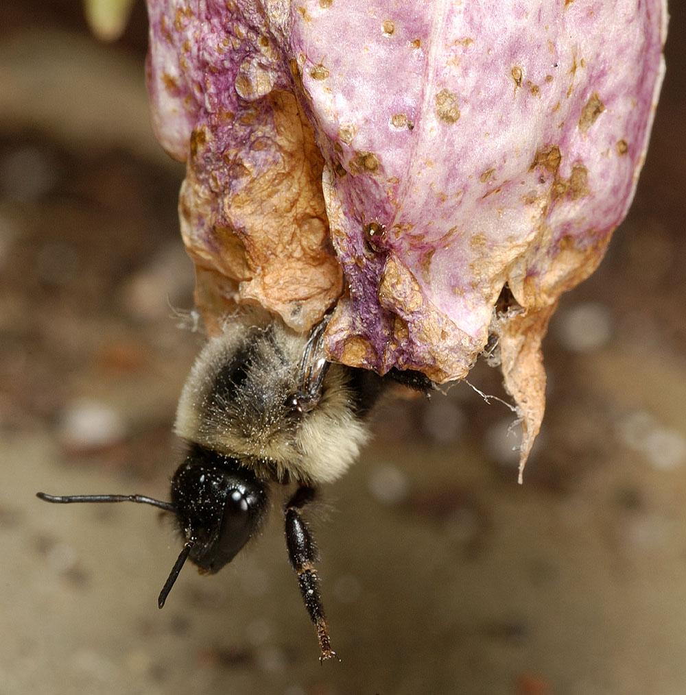 Bee 4312 (V30)