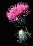 Thistle