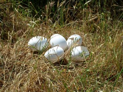 dinosaur eggs.jpg