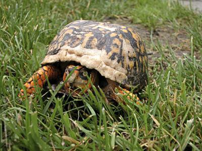 Box Turtle.jpg