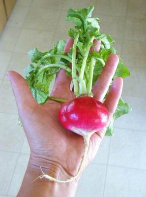 extra large radish, grown in DeAnza's community garden