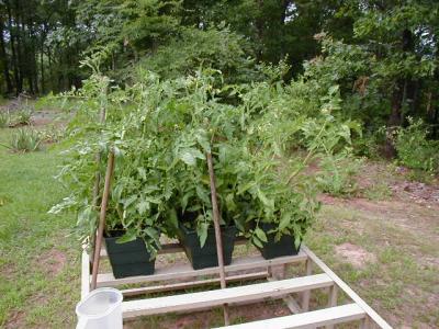 Big Boy tomatoes! (they also came with the property)