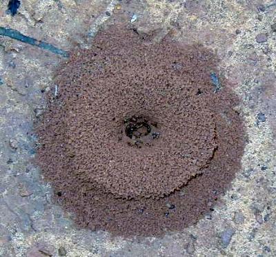 interesting ant hill after rain