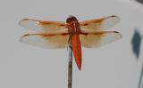 pretty orange dragonfly loves our Fremont patio