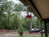 hummer zooming in for a feast at main house awning