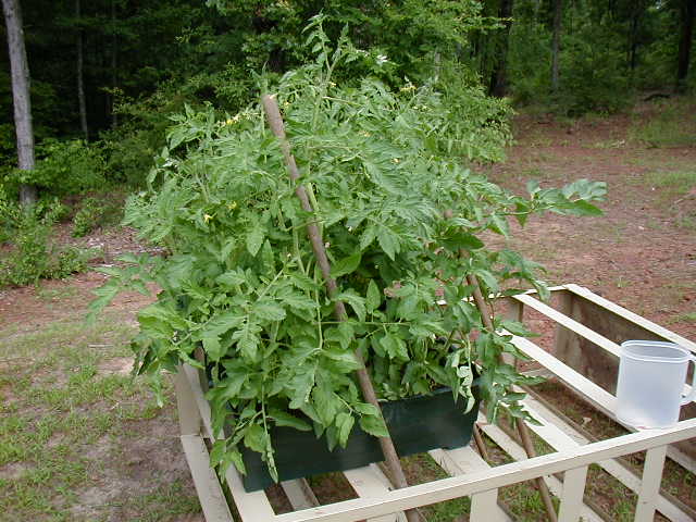 Moms tomato garden on the ranch