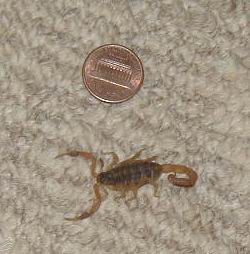 scorpion A&D found in their bed!  after it stung D on his butt!