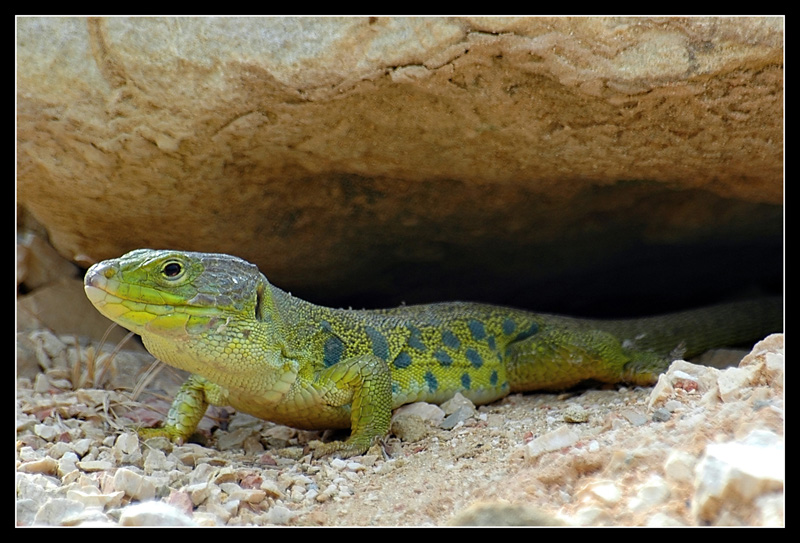 DSC_6093.jpg