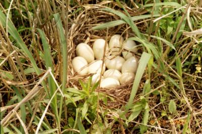Twelve Mallard Duck eggs in our lawn