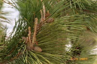 Poetic license, the black pine outside the master bath