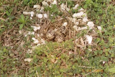 More eggs but these three are from the Killdeer bird