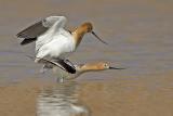 American Avocets