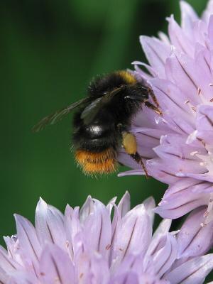 Bumble Bee on Chive