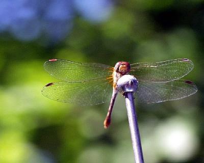 Dragonfly-by-Brian.jpg