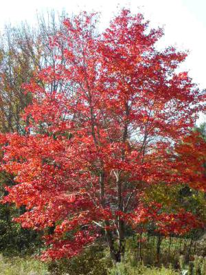 Dscn2079.jpg