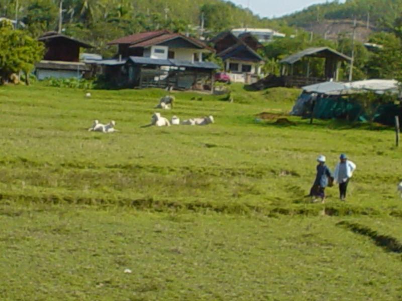 Chiang Mai province