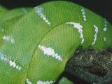 green snake, white stripes, norcal, 2003