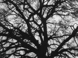 oak in winter, norcal, 2003