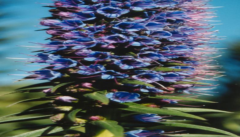 in a garden, monterey,2004