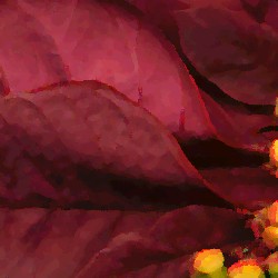 plum poinsettia
