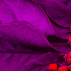 plum poinsettia