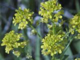 139_3930.Common Wintercress ??.jpg